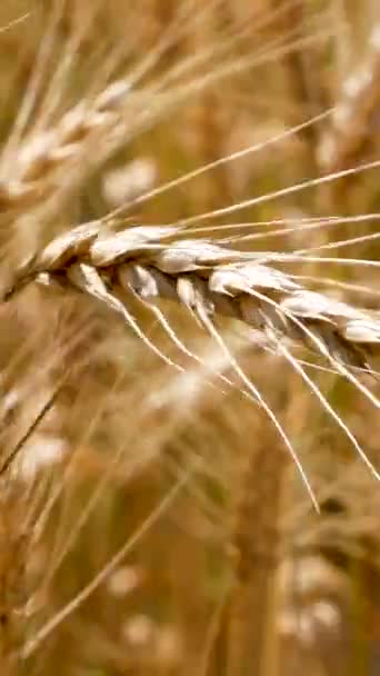 熟した小麦の分野で小麦の熟した黄金の耳が風に揺れる シリアルの栽培 穀物の収穫 世界の食料安全保障 — ストック動画