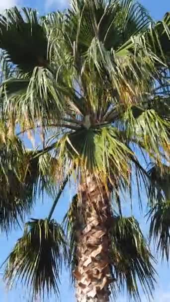 Větve Velké Palmy Kolébají Větru Proti Modré Obloze Koncept Letních — Stock video