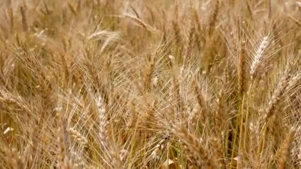 Поле Золотої Стиглої Пшениці Важкі Вуха Пшениці Стиглою Зернистою Ковзанкою — стокове відео