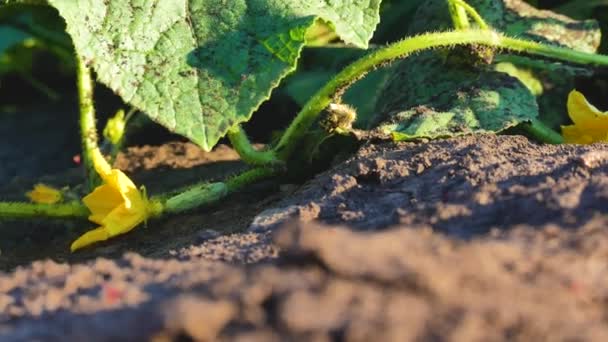 Olgun Yeşil Salatalık Sapındaki Açık Alanda Bahçede Yatıyor Yakınlarda Salatalık — Stok video