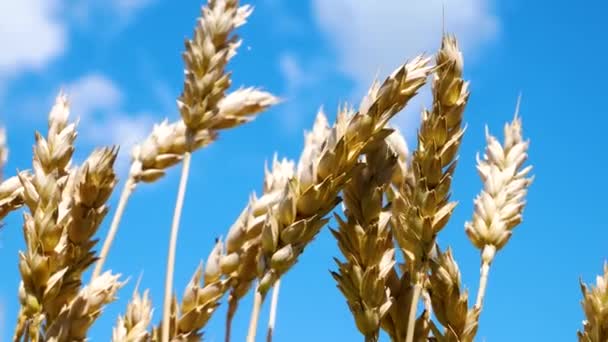 Спелые Желтые Колосья Пшеницы Против Синего Неба Раскачивающегося Ветру Сбор — стоковое видео