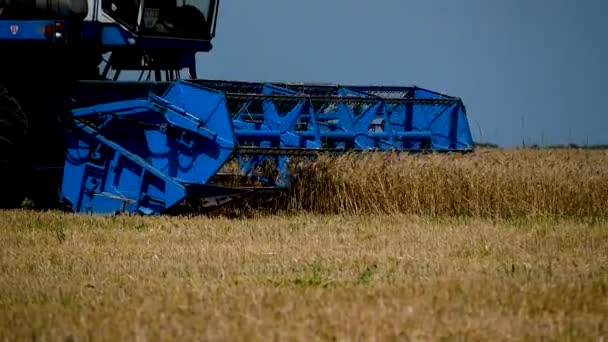 収穫者が畑を走り 熟した小麦を刈る 夏にシリアルを収穫する 世界の食料安全保障の概念 — ストック動画