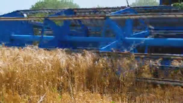 Ein Mähdrescher Erntet Weizen Nahaufnahme Eines Rasenmähers Der Reife Goldene — Stockvideo
