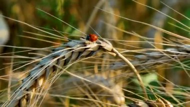 Olgun bir buğday başağında oturan uğur böceği. Yazın buğday hasadı. Tahıl yetiştirme