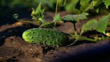 Ripe green large cucumber lies on the bed on the stem. Harvesting vegetables. Growing organic vegetables for the table. Vegetables to the table, healthy food