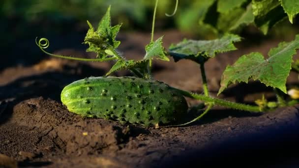 Ripe Green Large Cucumber Lies Bed Stem Harvesting Vegetables Growing — Stock Video