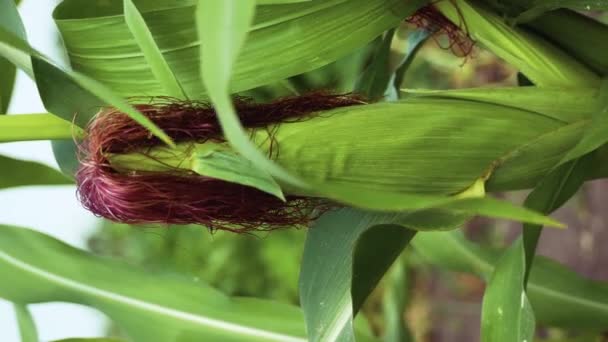 Dojrzałe Zielone Ucho Kukurydzy Kukurydzy Ciemnymi Stygmatami Pniu Rośliny Kukurydzy — Wideo stockowe