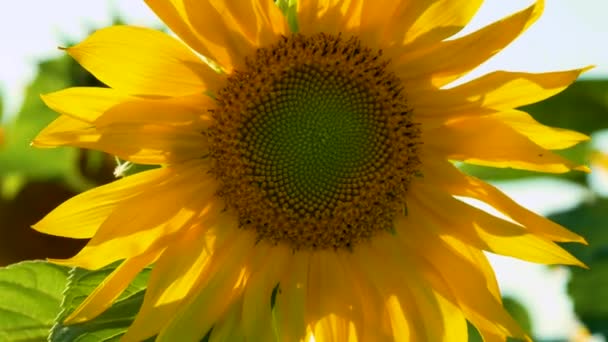 Μεγάλο Φωτεινό Κίτρινο Ηλιοτρόπιο Στο Χωράφι Ανθισμένο Ηλιοτρόπιο Καλλιέργεια Ηλιοτρόπιου — Αρχείο Βίντεο