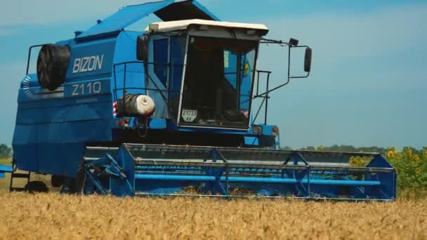 Kharkiv Ukraine Jule 2023 Harvester Rides Field Mows Wheat Crop — Stock Video