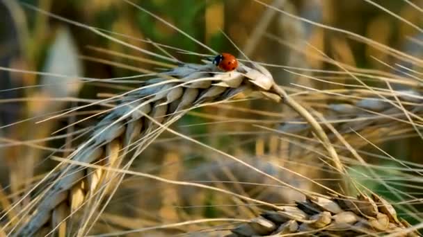 ラディバッグは小麦の熟した耳の上に座っている 夏のウクライナでの小麦の収穫 — ストック動画