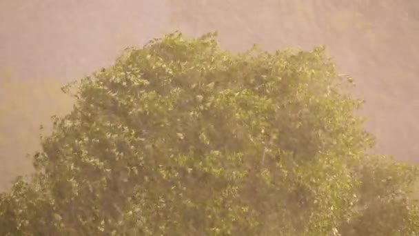夏天下着大雨 下着雨 下着雷雨 飓风吹拂着杨树枝条 — 图库视频影像