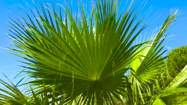 Frunzele Mari Palmier Mișcă Vânt Împotriva Cerului Albastru Conceptul Vacanțe — Videoclip de stoc