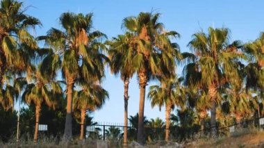 Yolun kenarında bir sürü uzun palmiye ağaçları var. Deniz kıyısında bir Akdeniz şehrinin manzarası. Tropikal iklim