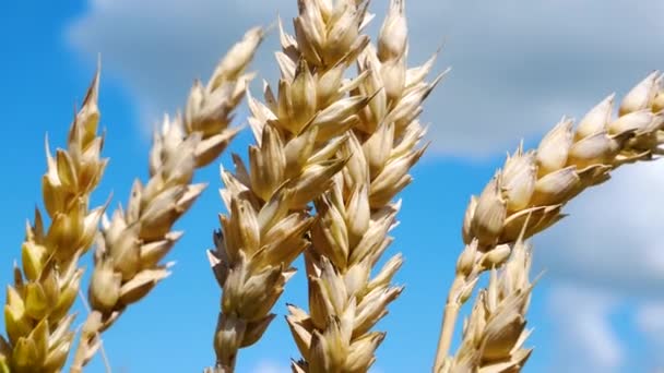 Olgun Buğday Kulakları Beyaz Bulutlu Mavi Gökyüzüne Karşı Buğday Hasadı — Stok video