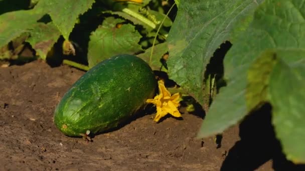 Bahçede Olgun Büyük Bir Salatalık Bir Salatalık Bitkisinin Çiçek Yapraklarının — Stok video