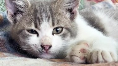 Şirin açık gri ve beyaz kedi yavrusu battaniyenin üzerinde uzanıyor, uzanıyor, patisini öne uzatıyor ve uykuya dalıyor.