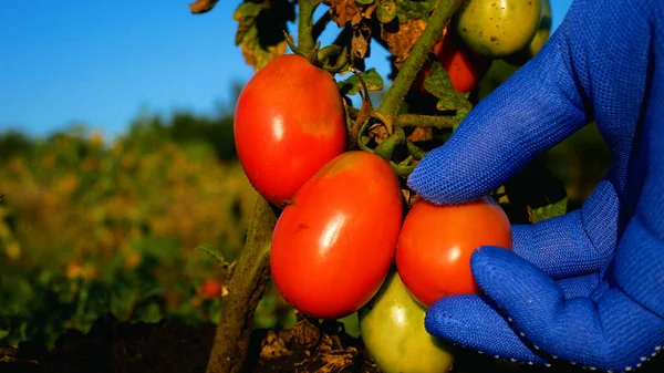 Rękawiczki Rolników Dotyka Pomidorów Krzakach Sprawdza Dojrzałość Czerwonych Pomidorów Ogrodzie — Zdjęcie stockowe