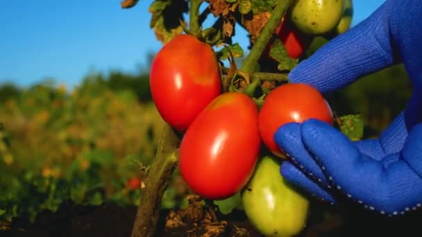장갑을 덤불에 토마토를 만지고 정원에서 토마토의 성숙도를 확인합니다 야채를 재배하고 — 비디오