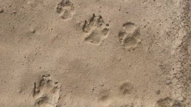 Kumda büyük bir köpeğin patilerinin izleri var. Panorama