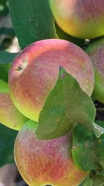 Великі Яблука Червоною Бочкою Гілці Яблука Влітку Вирощування Органічних Яблук — стокове відео