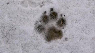 Karda büyük bir köpeğin ya da kurdun ayak izi. Vahşi doğadaki hayvanlar.