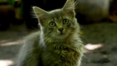 Caddedeki sevimli, koyu gri tüylü kedi yavrusu dikkatlice önüne bakar ve kulağını oynatır. Kedi yavrusu çevredeki sesleri dinler. Evcil hayvanlar