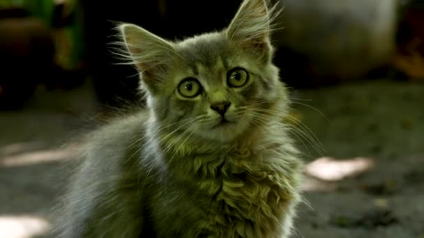 Caddedeki Sevimli Koyu Gri Tüylü Kedi Yavrusu Dikkatlice Önüne Bakar — Stok video