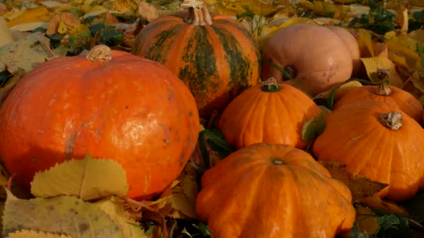 Большие Спелые Оранжевые Тыквы Лежат Желтых Опавших Листьях Выращиваю Овощи — стоковое видео