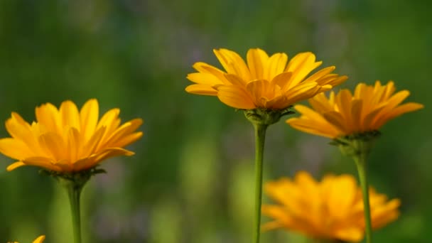 Fleurs Jaunes Sur Fond Vert Flou Été Dans Parc État — Video