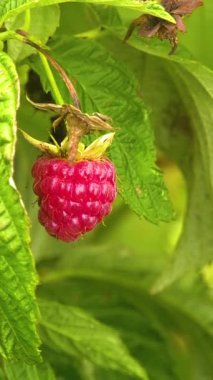 Ahududu çalılığında olgun ahududu. Organik ahududu yetiştiriyorum. Böğürtlen topluyorum. Vitamin tatlısı