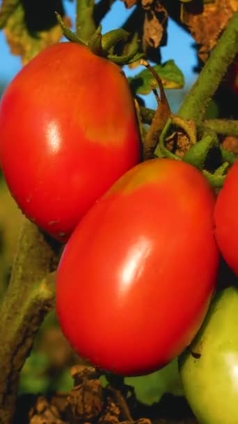 장갑을 덤불에 토마토를 만지고 정원에서 토마토의 성숙도를 확인합니다 야채를 재배하고 — 비디오