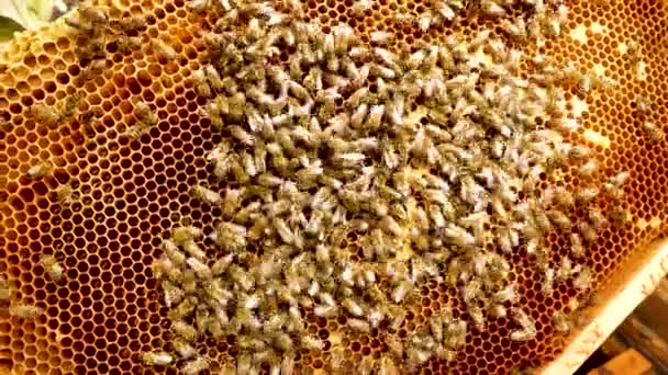 Veel Bijen Kruipen Het Honingframe Met Honingraten Honingproductie Bijenstal Het — Stockvideo