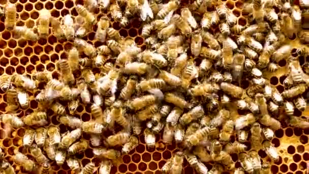 Mnoho Včel Plazí Zlatém Medovém Rámu Úlu Zpracovává Květinový Nektar — Stock video