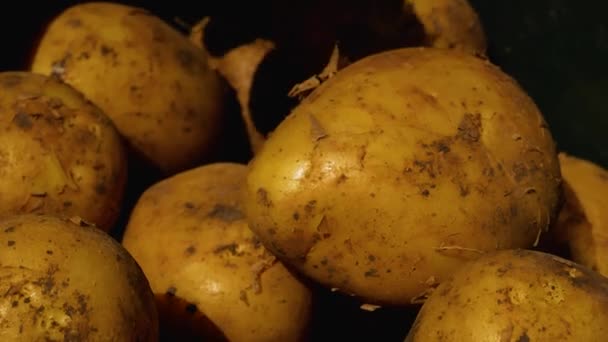 Mãos Dos Agricultores Colocam Batatas Maduras Umas Cima Das Outras — Vídeo de Stock