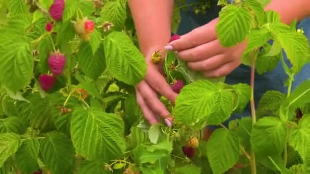 Vrouwelijke Handen Van Agronomist Controleren Frambozen Rijpheid Een Grote Frambozenplantage — Stockvideo