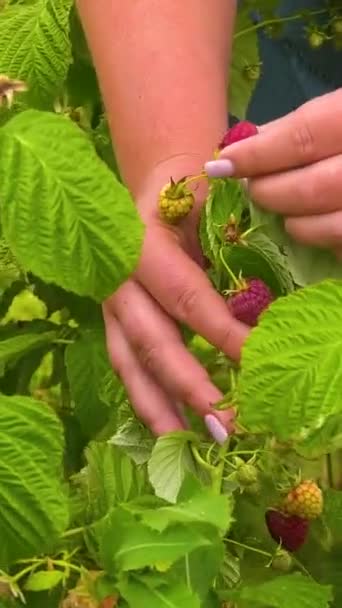 アグロノミストの女性の手は 大きなラズベリープランテーションで熟したラズベリーをチェックします 有機ラズベリーの栽培と収穫 — ストック動画