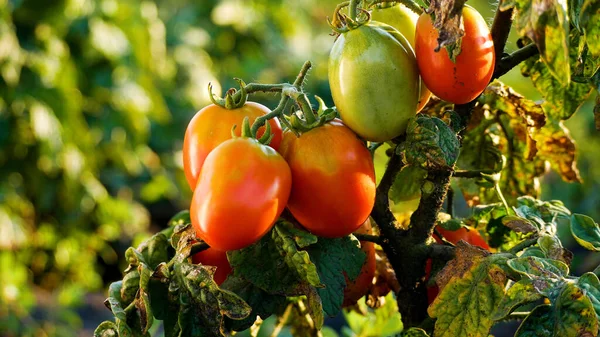 Krzew Dojrzałymi Czerwonymi Zielonymi Pomidorami Ogrodzie Latem Dojrzewające Pomidory Latem — Zdjęcie stockowe