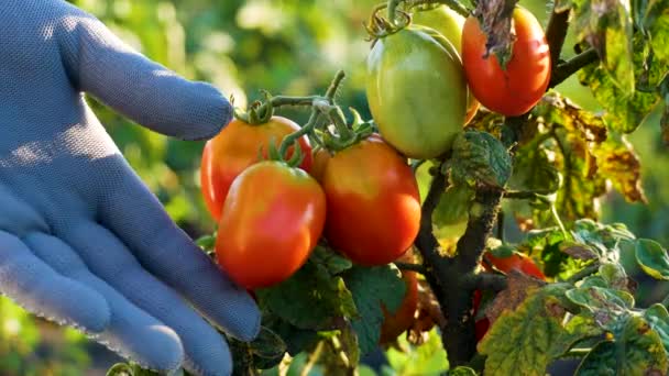 Uma Mão Fazendeiros Enluvados Verifica Maturação Dos Tomates Arbusto Jardim — Vídeo de Stock