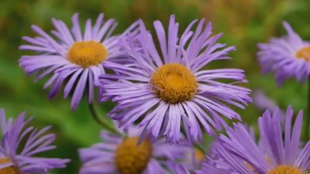 緑の背景にある紫色の野生の花 サマーバック クローズアップ — ストック動画