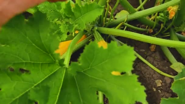 Žluté Zralé Cukety Zahradě Ženská Ruka Otevírá Listy Sahá Cuketě — Stock video
