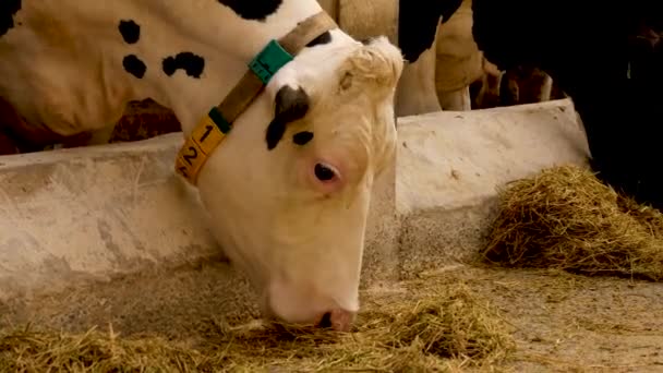 Bílá Kráva Číslem Kolem Krku Seno Farmě Stodole Produkce Mléka — Stock video
