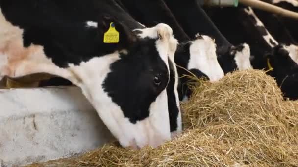 Many Black White Holstein Cows Eat Hay Farm Milk Production — Stock Video
