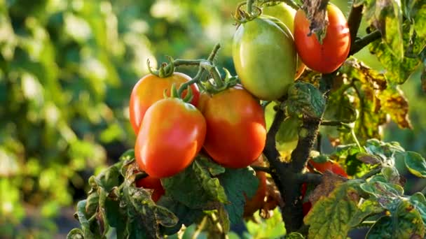 Krzew Dojrzałymi Czerwonymi Zielonymi Pomidorami Ogrodzie Latem Dojrzewające Pomidory Latem — Wideo stockowe