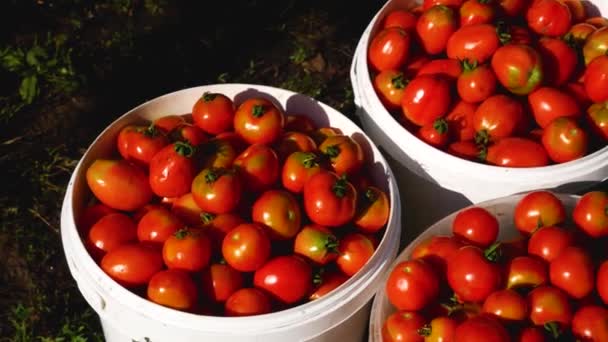 Muchos Cubos Tomates Rojos Maduros Cultivo Cosecha Tomates Granja — Vídeos de Stock