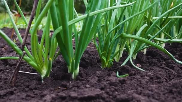 Cebolas Verdes Crescem Jardim Conceito Cultivo Vegetação Ecológica Trabalho Jardim — Vídeo de Stock