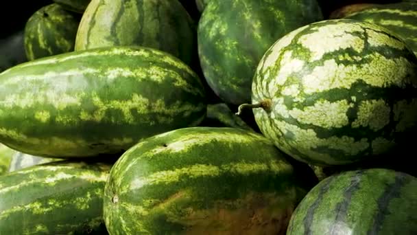 Ein Berg Großer Reifer Gestreifter Und Grüner Wassermelonen Liegt Garten — Stockvideo
