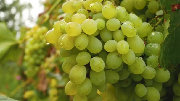 一串成熟的白色长春藤葡萄 葡萄园里有雨滴 葡萄的种植和收获 甜甜的甜点生产葡萄酒和葡萄汁的原材料 — 图库视频影像