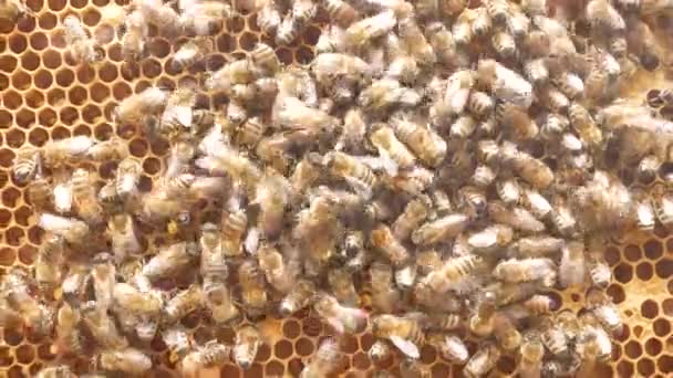许多蜜蜂带着蜂窝爬在蜂蜜框架上 蜜蜂身上冒着浓烟 蜜蜂在蚜虫中的生活 蜂蜜生产 蜜蜂产品促进人类健康 — 图库视频影像