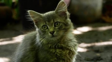 Bahçesinde kabarık tüyleri olan sevimli, koyu gri bir kedi yavrusu geleceğe dikkatlice bakar. Sevimli küçük hayvanlar.