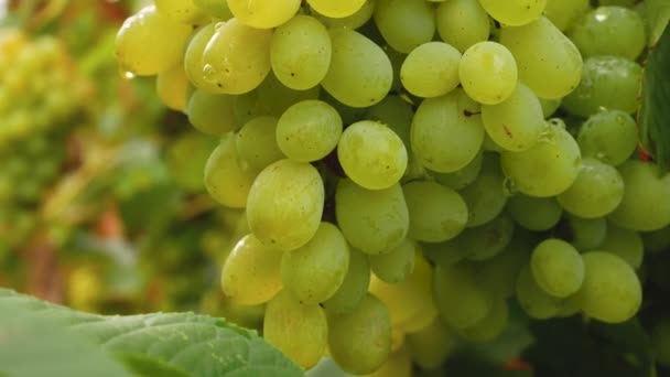 成束的苏维翁白兰葡萄 雨后有露珠 葡萄收获和葡萄酒生产 — 图库视频影像